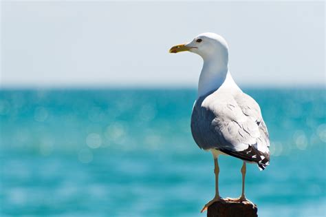 La Gaviota